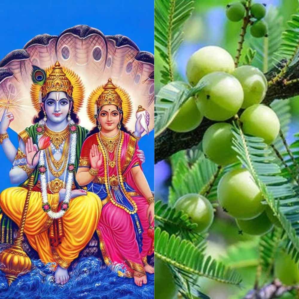 आंवला नवमी पर करें ये शुभ कार्य, जीवन में कभी नहीं आएगी धन और शांति की कमी
