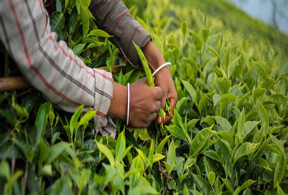 क्लाइमेट चेंज की मार से कांपे चाय बागान, असम में चाय उत्पादन पर मंडराया संकट