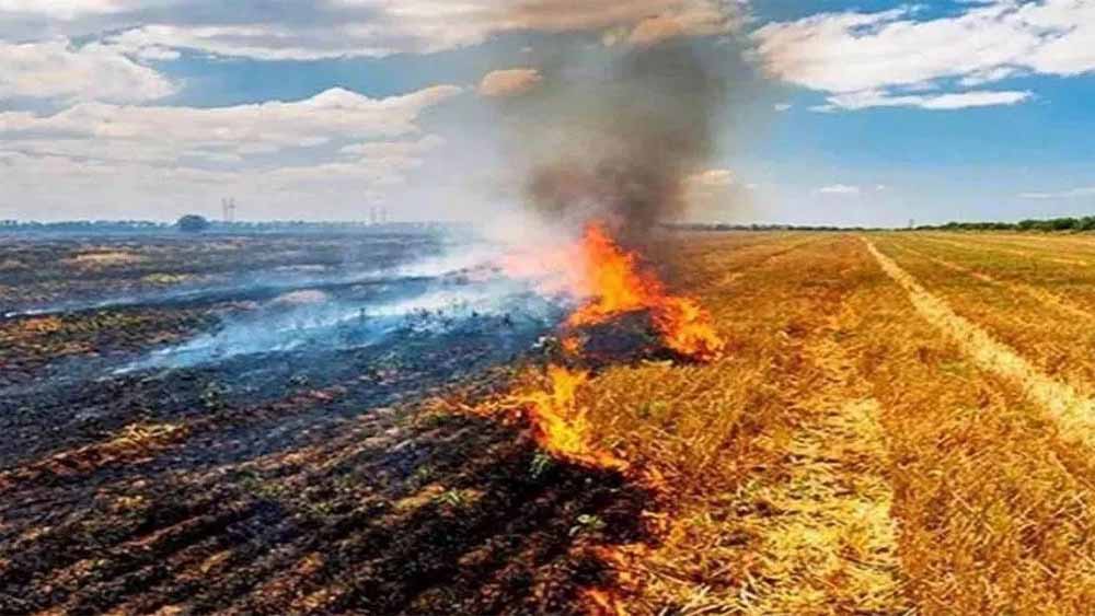 सुप्रीम कोर्ट के आदेश बेअसर! MP में किसानों द्वारा धड़ाधड़ पराली जलाने से बढ़ी चिंता