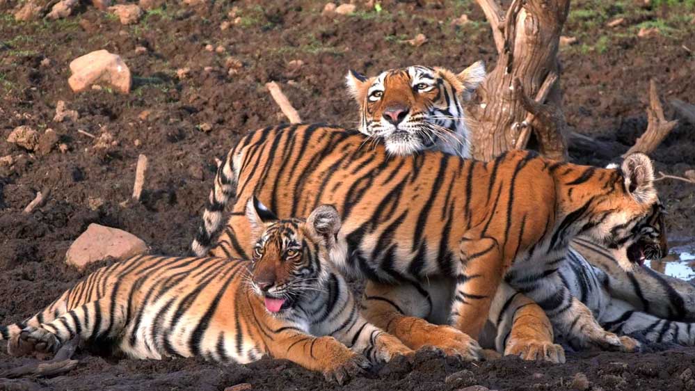 एमपी फिर बन सकता है टाइगर स्टेट: All India Tiger Estimation 2026 की प्रक्रिया शुरू