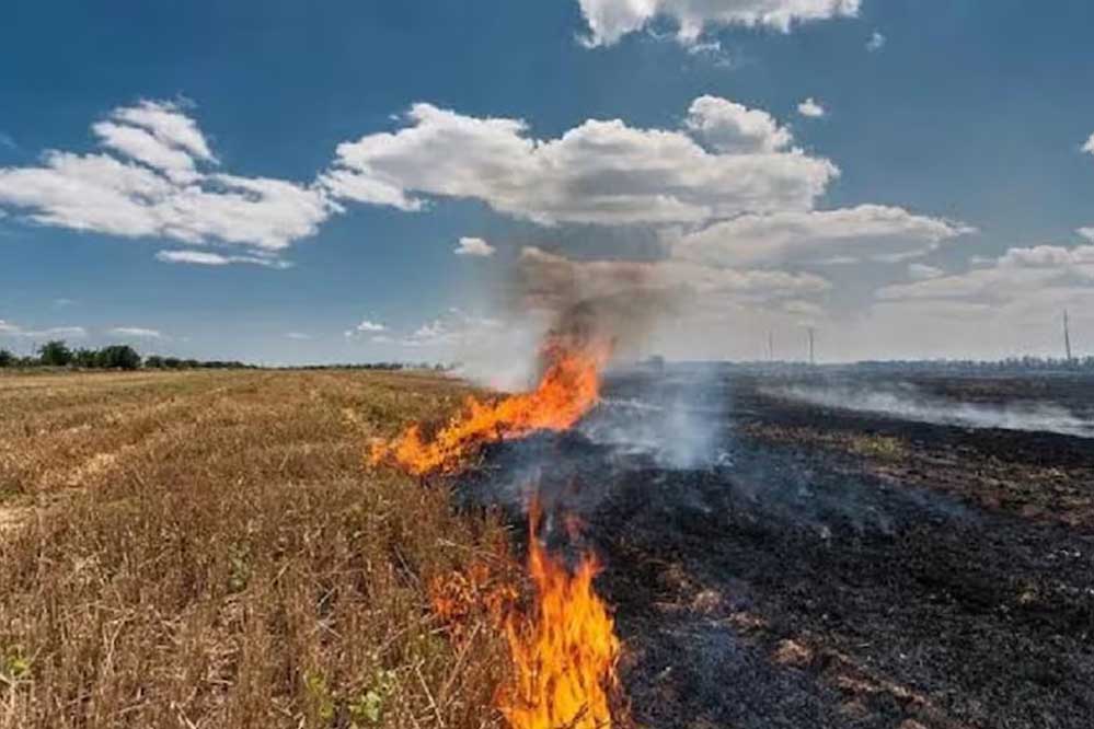 पराली जलाने में देश में सबसे आगे मध्य प्रदेश, किसानों को जागरूक करना बेअसर