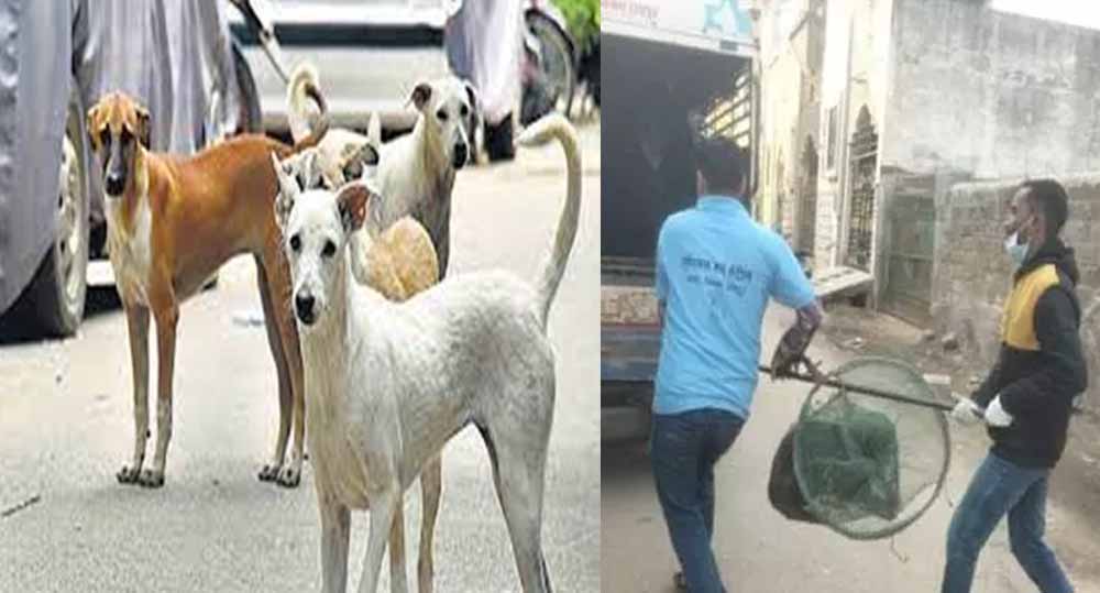 रायपुर में आवारा कुत्तों के काटने की बढ़ी घटनाएं, नगर निगम अमले ने चलाया धरपकड़ अभियान