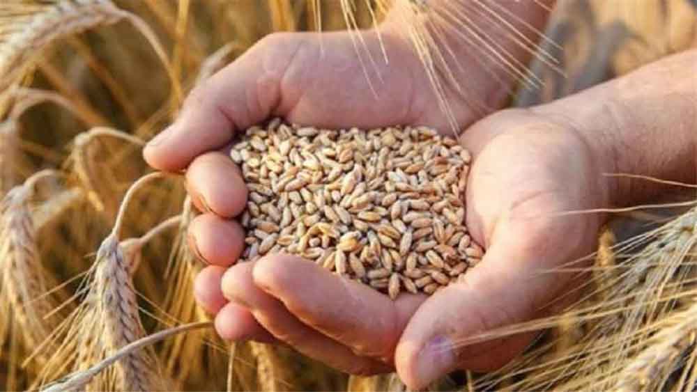 1.81 लाख किसानों ने कराया गेहूं उपार्जन के लिए पंजीयन, मंत्री राजपूत ने दी जानकारी