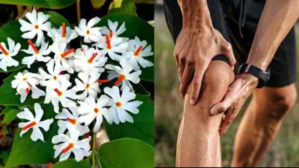 फूल भी करते हैं दवा का काम, इन रोगों में ये हैं रामबाण