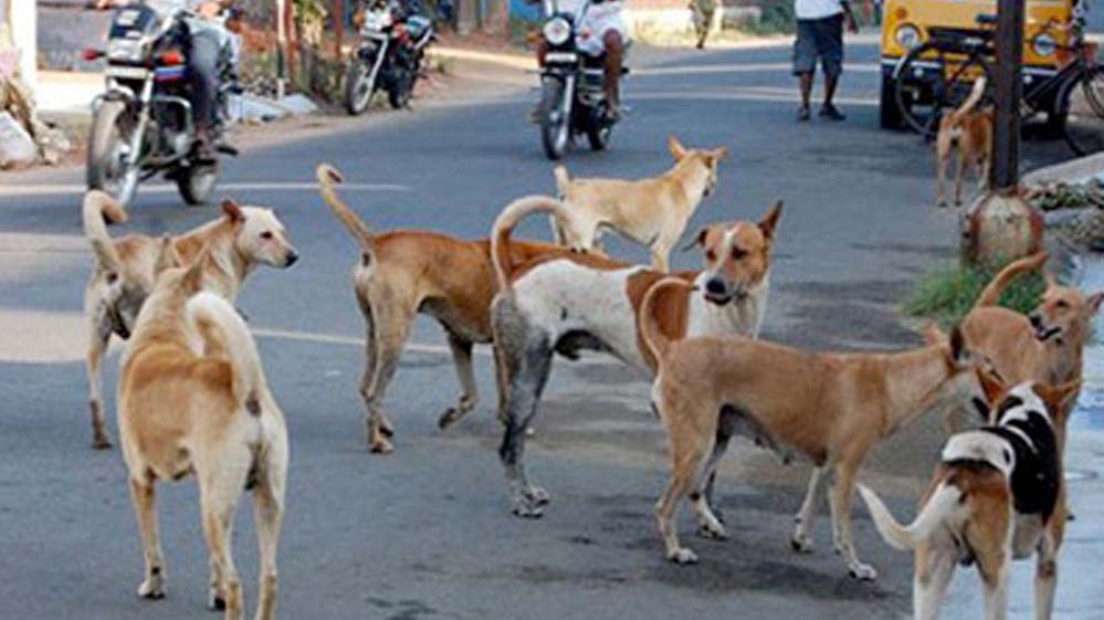 प्रदेश में खूंखार हो रहे स्ट्रीट डॉग्स, जानिए क्यों? एक्सपर्ट बोले: गर्मी में आक्रामक हो जाते हैं; सतना में 3 घंटे में 40 लोगों को काटा