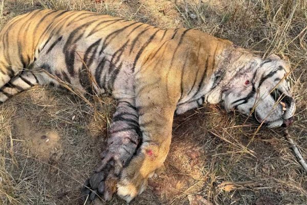 बांधवगढ़ टाइगर रिजर्व में मृत पाये गए नर बाघ का हुआ पोस्टमॉर्टम