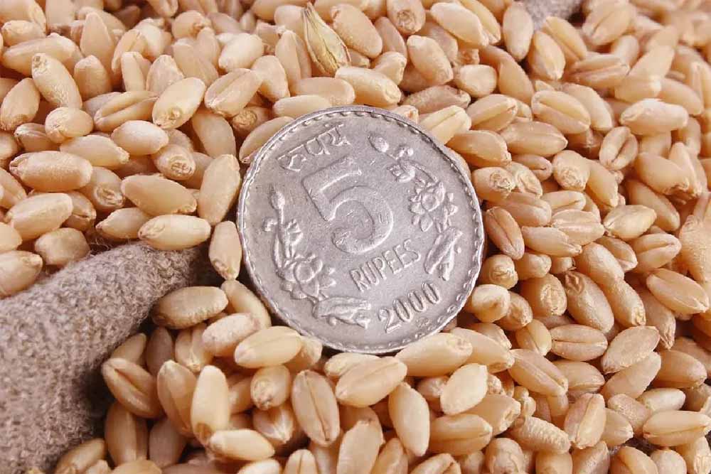 एमपी के किसानों को बड़ा झटका: FCI ने 17 हजार मीट्रिक टन गेहूं किया रिजेक्ट