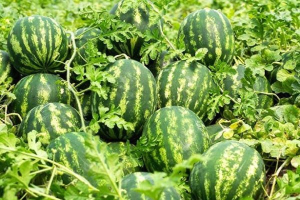 मालवा-निमाड़ में फसल विविधीकरण का असर, केला-चिया-सीताफल जैसी हाई वैल्यू फसलों से बढ़ रही किसानों की आय
