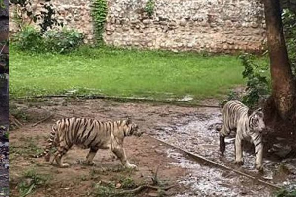 कान्हा में CDV का खतरा, ग्वालियर जू अलर्ट पर; बाघिन मीरा के तीनों शावक फिलहाल आइसोलेशन में रहेंगे