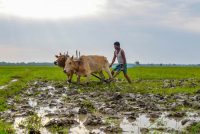 Al-Niño Effect: केरल में कमजोर पड़ा मानसून, 33% कम बारिश से किसानों की बढ़ी चिंता