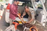 गुना के डायल-112 हीरोज घायल हिरण के शावक को सुरक्षित वन विभाग के सुपुर्द किया