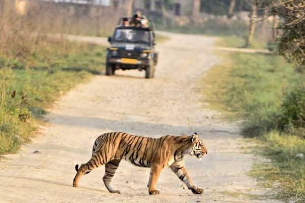 काठमांडू में गूंजेगी भोपाल के बाघों की कहानी, 42 देशों के वैज्ञानिक करेंगे अध्ययन