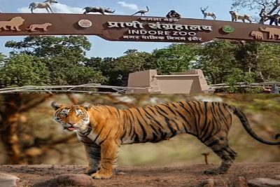 इंदौर चिड़ियाघर में बढ़ेगा आकर्षण, आएगा एक सींग वाले गैंडों का जोड़ा, 700 किमी दूर से पहुंचेगा दरियाई घोड़ा ‘सतीश’