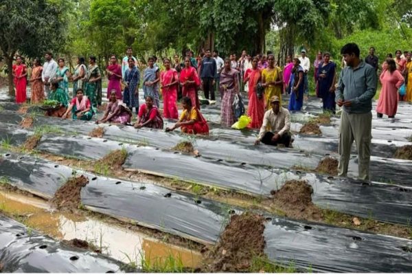 ​रायपुर : ​जलवायु परिवर्तन के दौर में किसानों के लिए वरदान बनेगी ग्राफ्टेड सब्जी: धमतरी में वैज्ञानिक प्रशिक्षण संपन्न