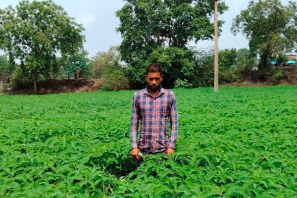 प्राकृतिक खेती को बढ़ावा देने की पहल ला रही बदलाव, हरी खाद अपनाकर आत्मनिर्भर खेती की राह पर बढ़ रहे किसान