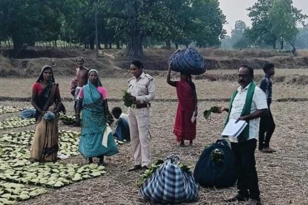 तेन्दूपत्ता संग्राहकों के खातों में पहुंचने लगी बोनस राशि