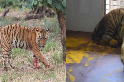 युवराज बाघ का खिवनी अभ्यारण से वन विहार तक का सफर
