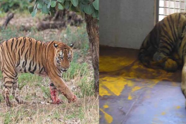 युवराज बाघ का खिवनी अभ्यारण से वन विहार तक का सफर
