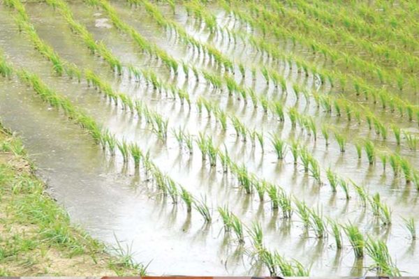 प्रदेश में 48.69 लाख हेक्टेयर क्षेत्र में बोनी के लक्ष्य के विरूद्ध 97 प्रतिशत बोनी पूर्ण