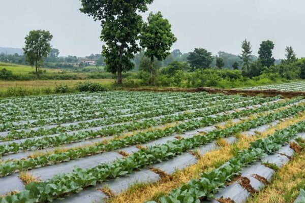 सूक्ष्म सिंचाई योजना से खेती बनी अधिक लाभकारी, ड्रिप सिंचाई अपनाकर किसान ने बढ़ाया सब्जी उत्पादन