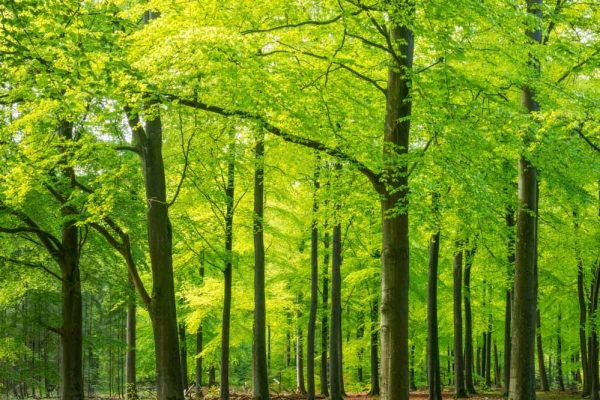 डिंडोरी के जंगलों पर बड़ा संकट, 1.46 लाख साल के पेड़ काटने की तैयारी; केंद्र से मिली मंजूरी