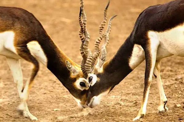 छत्तीसगढ़ के जंगलों में फिर दौड़ेंगे काले हिरण, बारनवापारा से गोमर्डा भेजे जाएंगे 25 हिरण