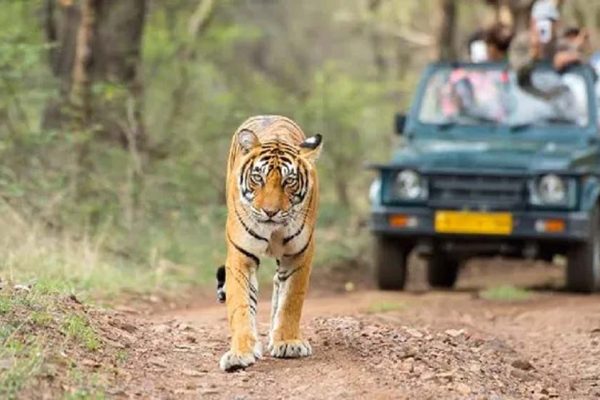 झारखंड में 1 अक्टूबर से जंगल सफारी शुरू, ऑनलाइन बुकिंग भी चालू