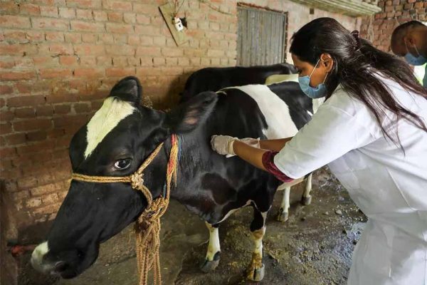 योगी सरकार ने लंपी वायरस की रोकथाम के लिए 25 जनपदों में 606 टीमें कीं तैनात