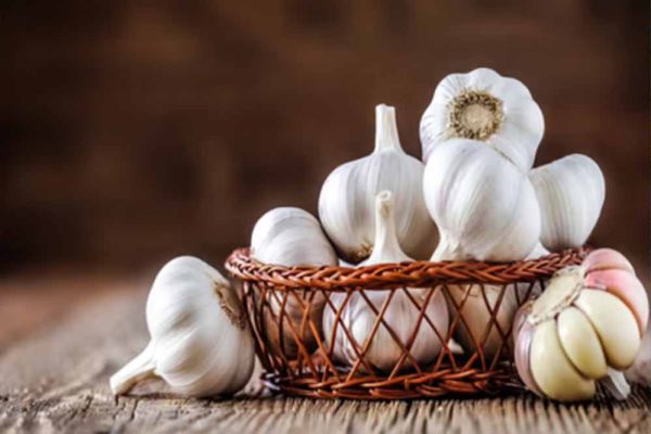 किचन से लैब तक पहुंचा लहसुन! सागर यूनिवर्सिटी के रिसर्चर ने खोजा एंटी-ब्रेस्ट कैंसर कंपाउंड