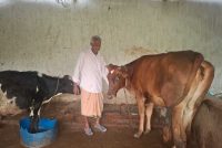 ’पीएम किसान सम्मान निधि की बचत से खरीदी पहली गाय, आज 10 गायों के साथ आत्मनिर्भर बने 75 वर्षीय परशुराम गुप्ता’