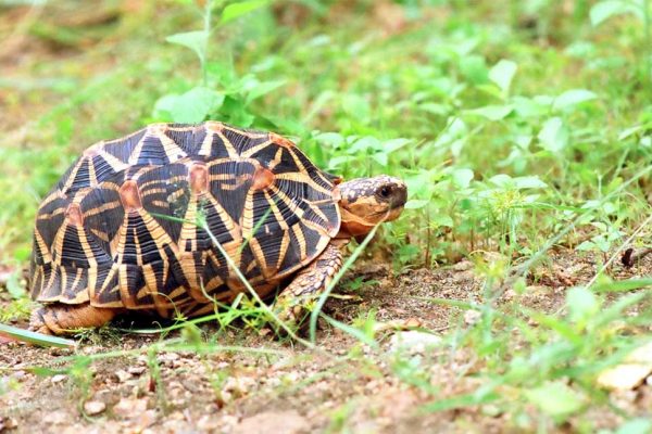 दुर्लभ एवं प्रतिबंधित प्रजाति के वन्य-जीव कछुओं की अंतर्राज्यीय तस्करी