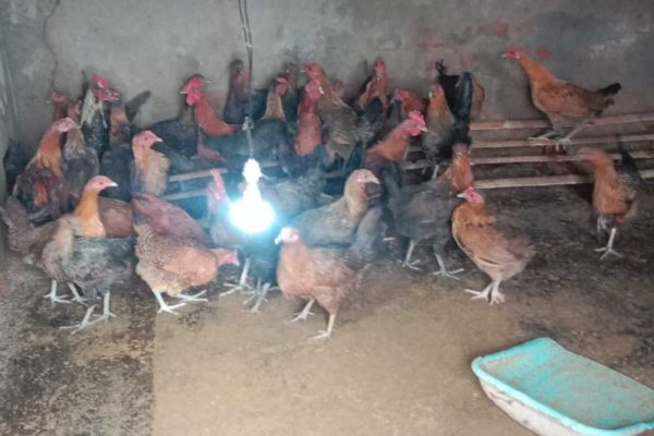 मुर्गी पालन ने बदली रजनी की राह, आत्मनिर्भरता की ओर बढ़ाया कदम