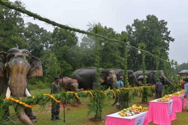 गजराजों के विश्राम और सेवा का पर्व, ‘हाथी पुनर्यौवनीकरण’ कैंप-2026 का हुआ शुभारंभ