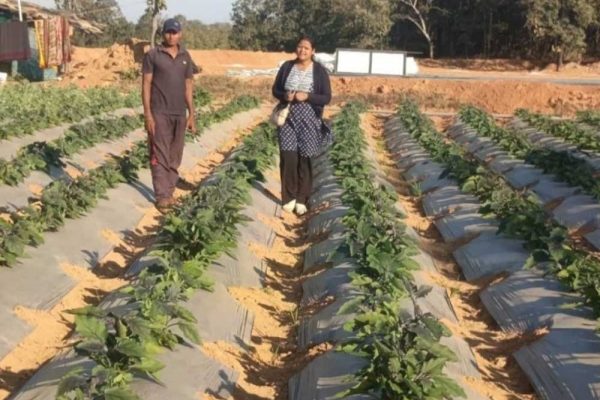 रायगढ़ के किसान ने ग्राफ्टेड टमाटर और बैंगन की खेती से कमाए 4.25 लाख
