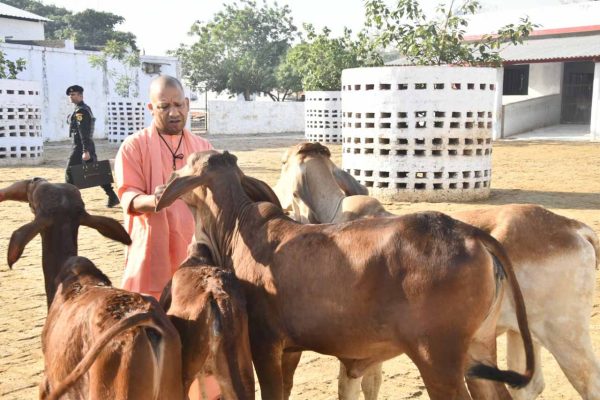 गोरखनाथ मंदिर की गोशाला में सीएम योगी ने की गोसेवा