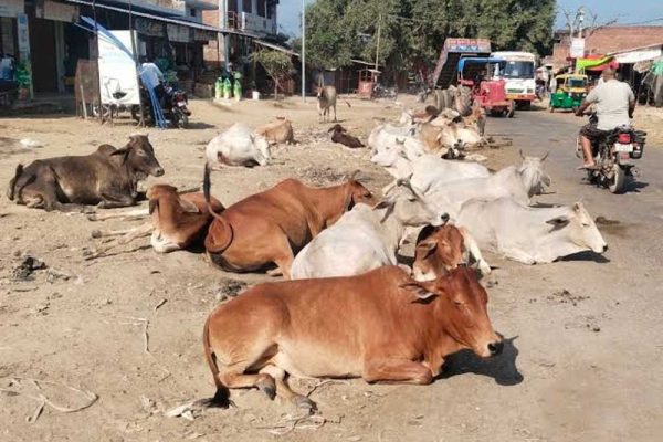 सड़कों पर पशुओं के कारण होने वाली दुर्घटनाओं को रोकने के लिए समाज की भागीदारी सुनिश्चित होगी