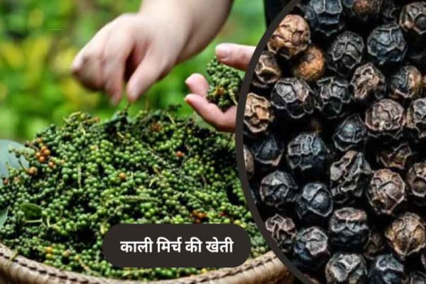 पचमढ़ी में अब होगी काली मिर्च और दालचीनी की खेती, किसानों को मिलेंगे पौधे