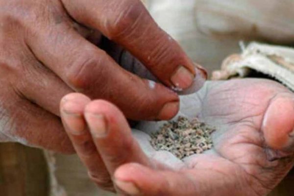 तंबाकू चबाने वालों के लिए बड़ा खतरा! 2.51 लाख मौतें, 24.1 करोड़ लोग प्रभावित