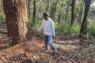 डिंडौरी में डेढ़ लाख पेड़ों की कटाई का लक्ष्य, अब तक सिर्फ 4516 पेड़ कटे