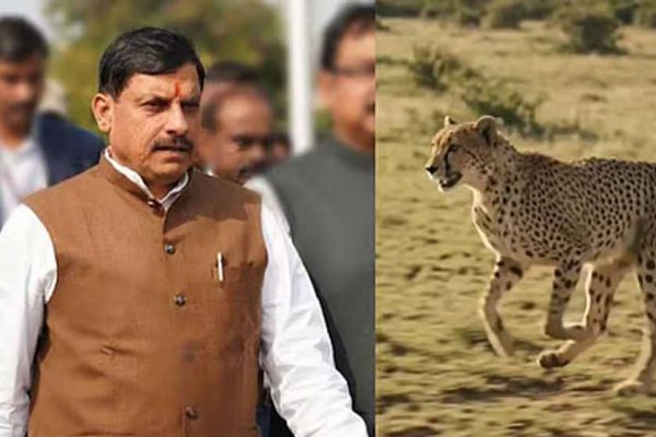 सागर के वीरांगना दुर्गावती टाइगर रिजर्व में आज 7 अक्टूबर को छोड़े जाएंगे 2 चीते, 439 हेक्टेयर में तैयार हुआ सुरक्षित ठिकाना